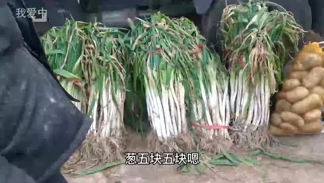 今日大蔥價格行情詳解，獲取與分析價格信息的指南