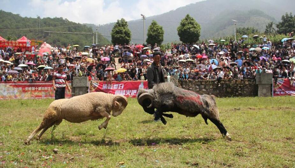 斗羊比賽殘忍視頻直播,斗羊比賽與自信的種子，變化的力量和學習的魅力