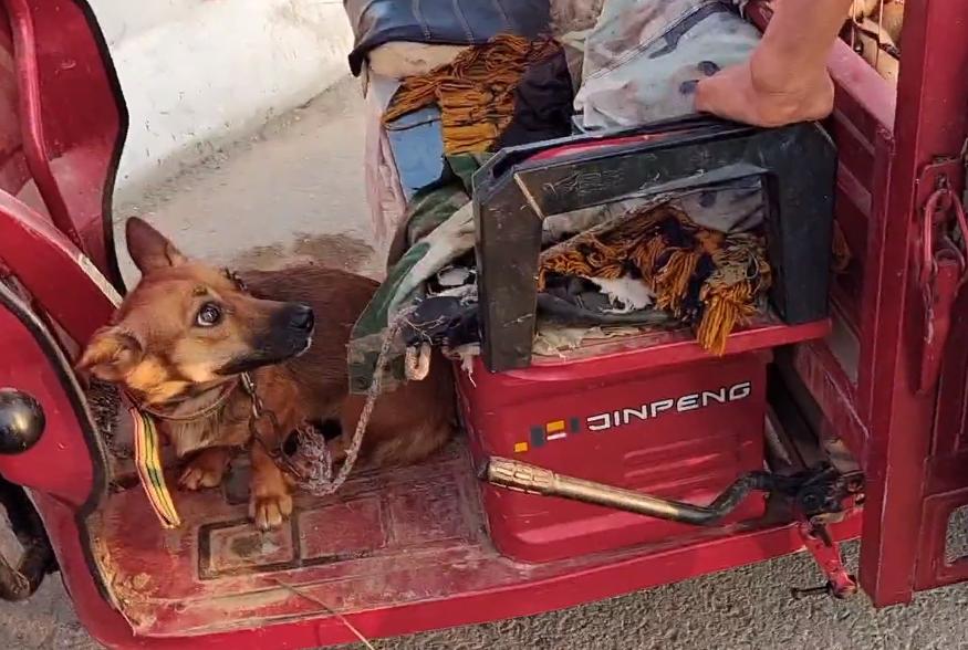 狗肉最新價(jià)格，小巷深處的味覺盛宴揭秘