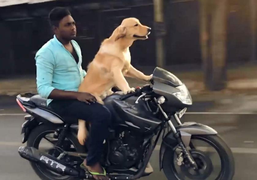 最新遛狗方式，愛(ài)的紐帶與溫馨日常的體驗(yàn)