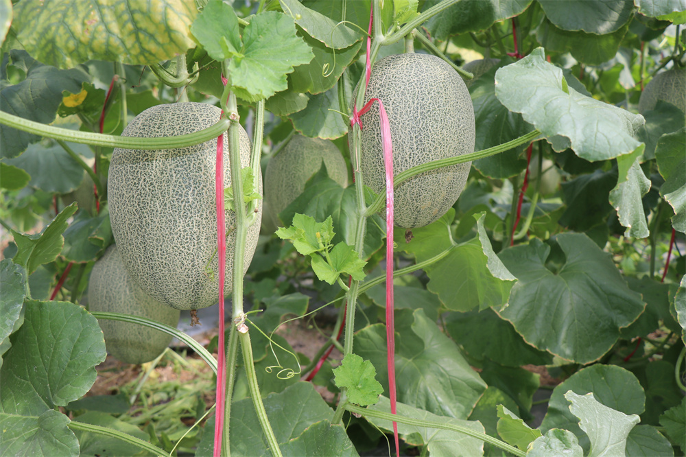 哈密瓜上市季節(jié)、品種與市場(chǎng)供應(yīng)解析，幾月份是哈密瓜的盛宴？