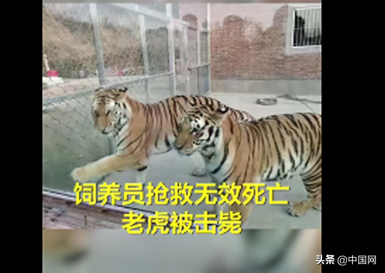 老虎傷人事件最新動(dòng)態(tài)揭秘，小紅書專欄關(guān)注事件進(jìn)展????