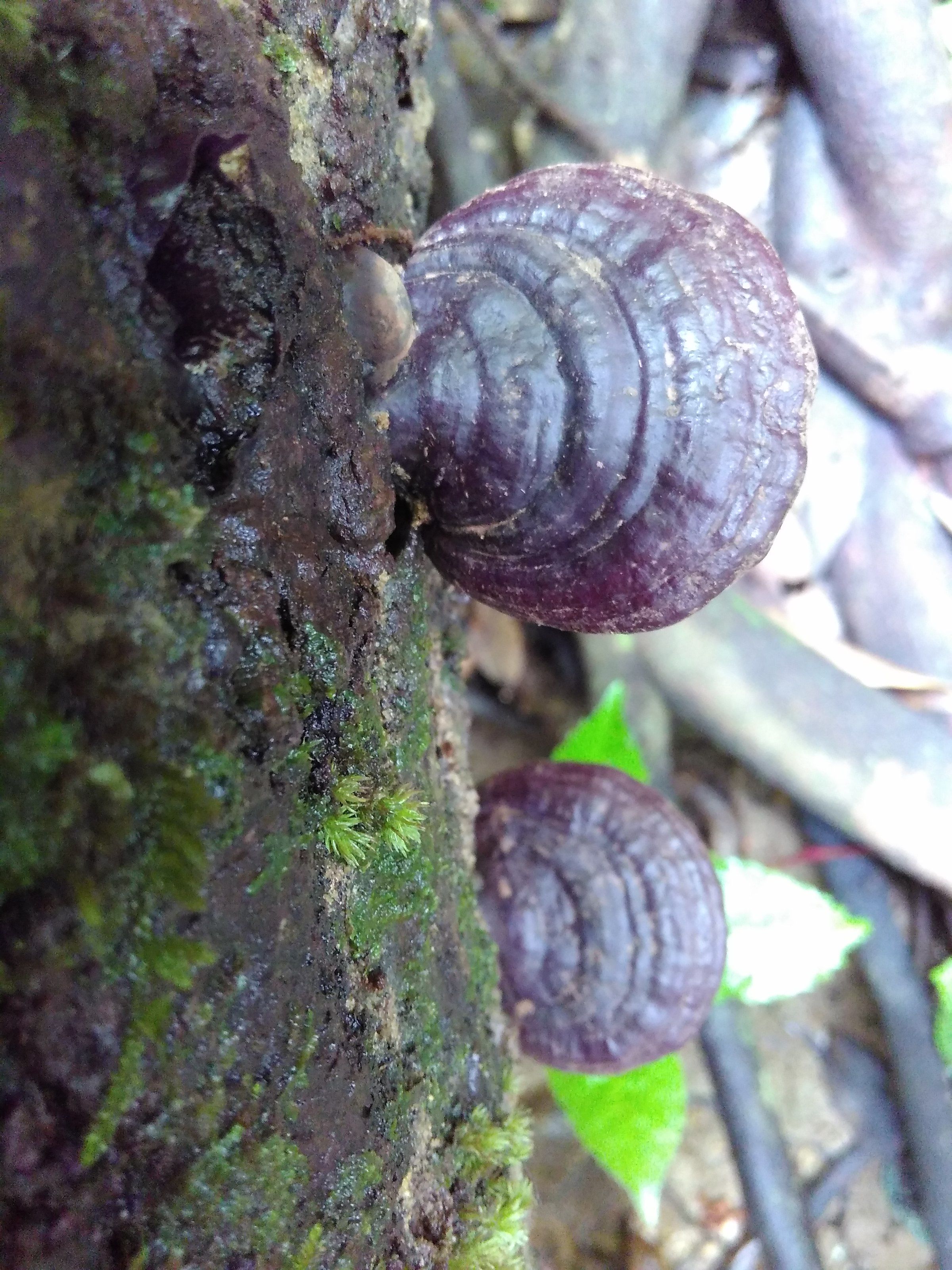 赤靈芝價格解析，市場價、市場分析與觀點(diǎn)探討