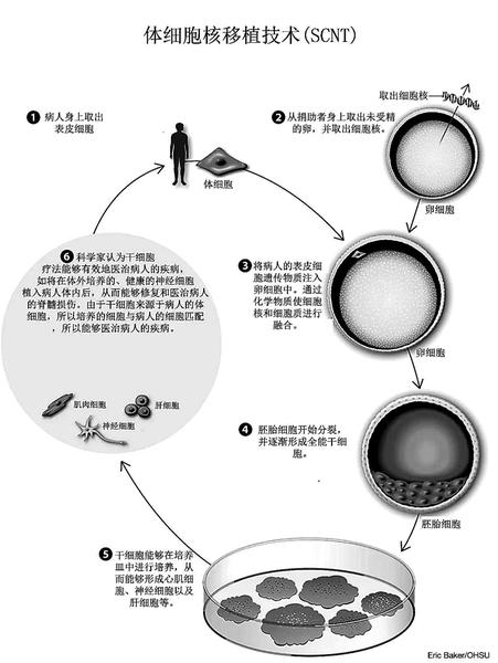 克隆技術(shù)進展動態(tài)，探索生命奧秘的旅程啟程了