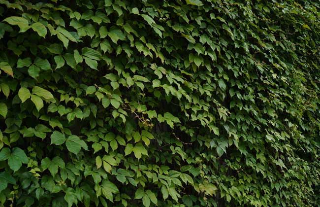 英菲克爬山虎最新版本的巷子風情探索之旅