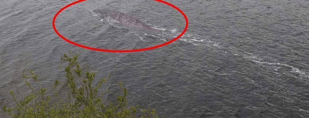 羅平板橋神秘生物最新報道，不明生物現(xiàn)身！