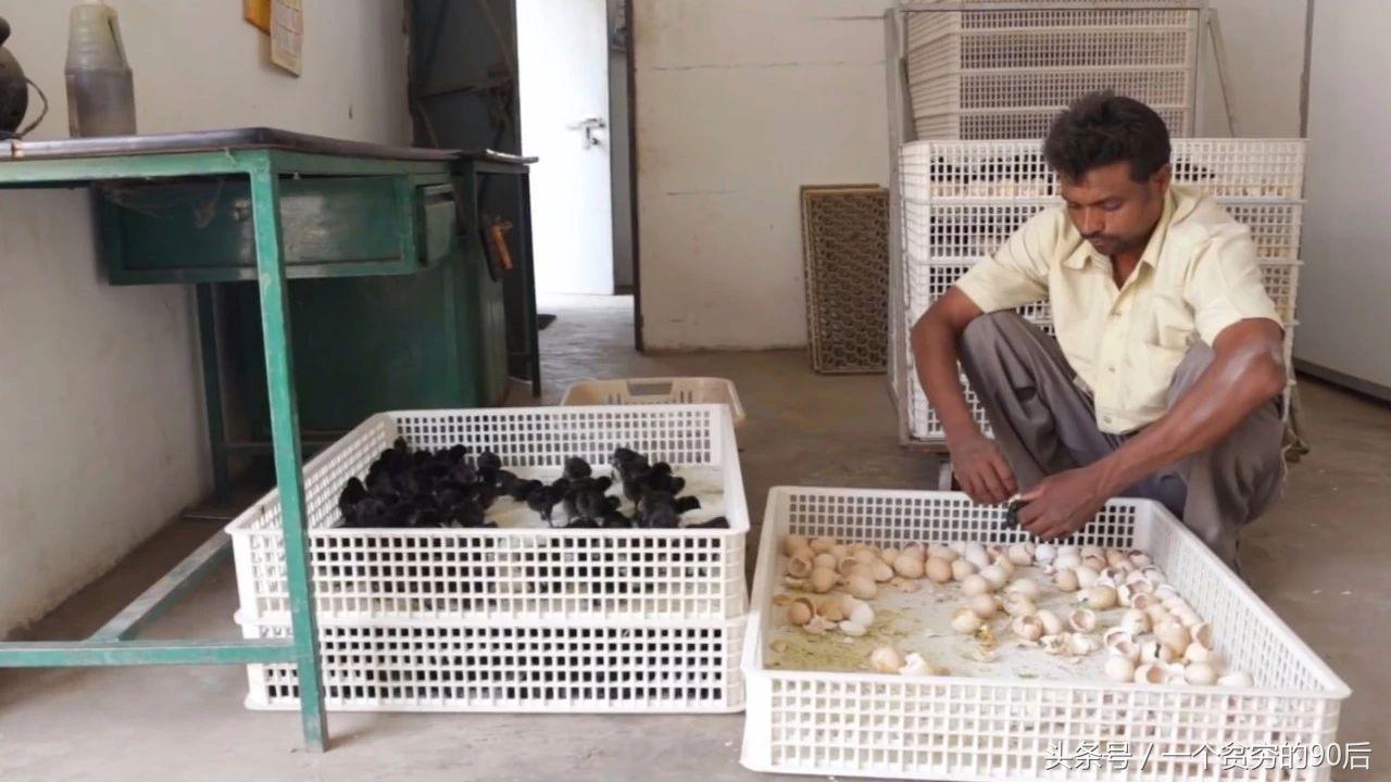 最新雛雞價(jià)格監(jiān)測器，科技引領(lǐng)智能生活新篇章