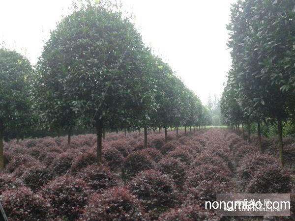 八月金桂花樹價格，智能之選，科技與自然完美融合的智能之選。