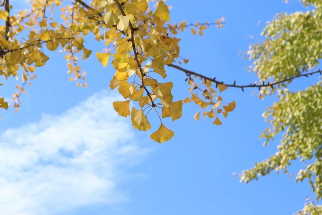 劍河綠化公司招聘啟事，尋找綠色事業(yè)伙伴，共創(chuàng)美好未來！