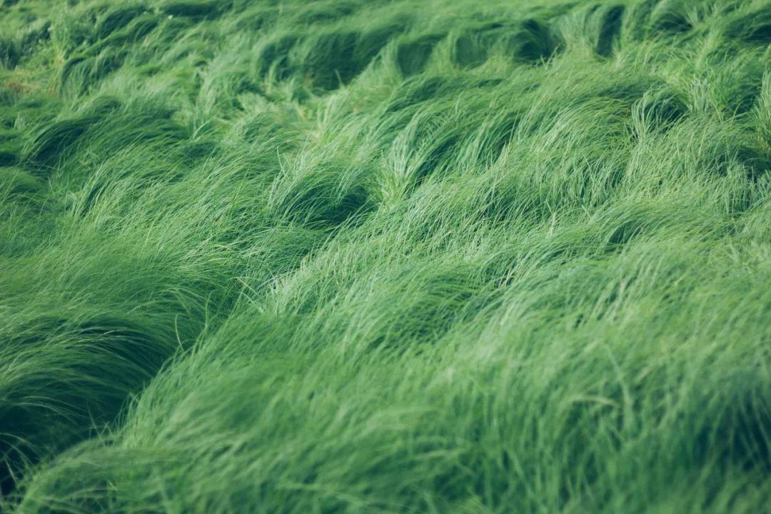 最新綠色文學(xué)作品，巷弄深處的綠色故事小屋