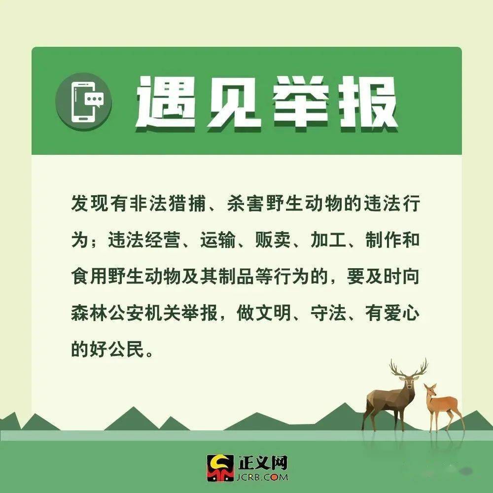 最新野生動(dòng)物保護(hù)法規(guī)與小巷深處的綠色秘境探秘，保護(hù)行動(dòng)與獨(dú)特小店的獨(dú)特故事