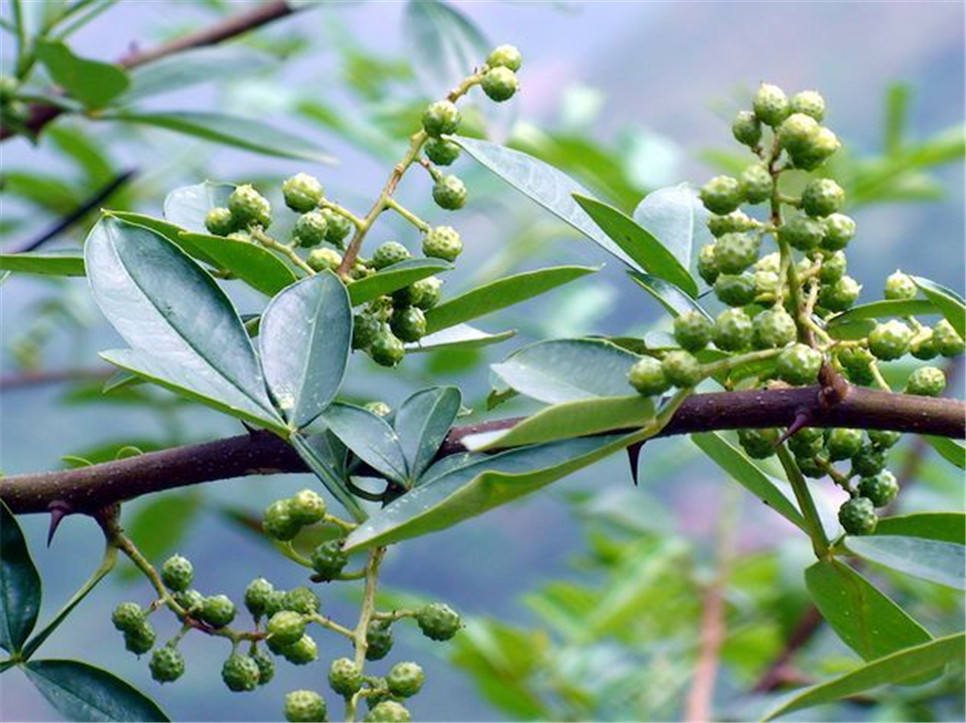 干花椒行情揭秘，探尋廚房秘密的香料之旅
