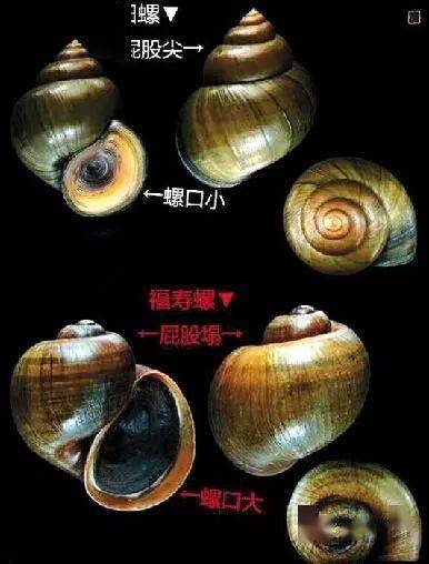 田螺價(jià)格背后的溫情故事，奇遇與收購(gòu)之旅