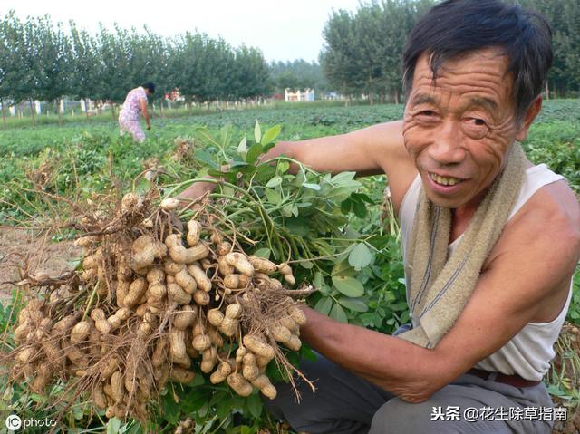 延津縣花生米今日行情詳解，如何了解與評(píng)估市場(chǎng)行情及趨勢(shì)分析
