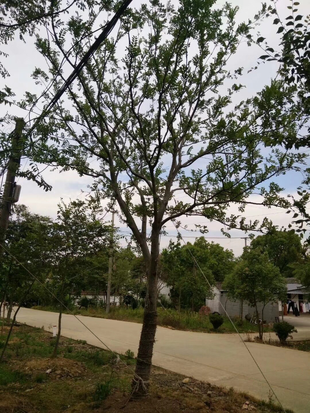 樸樹的價(jià)格和行情分析??