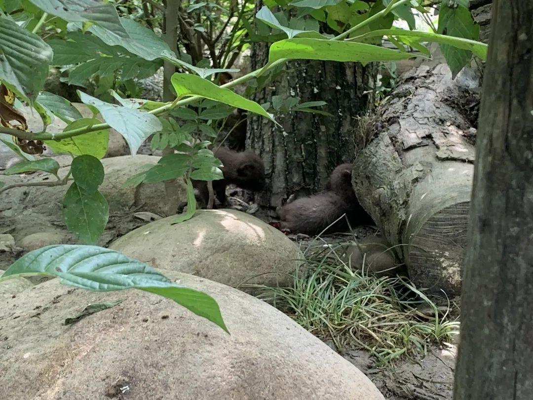 鄉(xiāng)土中國最新觀察，鄉(xiāng)村振興的繁榮脈絡(luò)探析