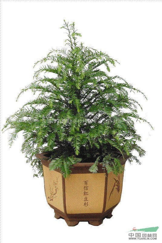 紅豆杉行情，繁榮的市場(chǎng)現(xiàn)狀與未來(lái)展望