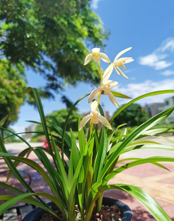 蘭花價格變化之旅，從綠葉到金花，自信與成就感的培育之路