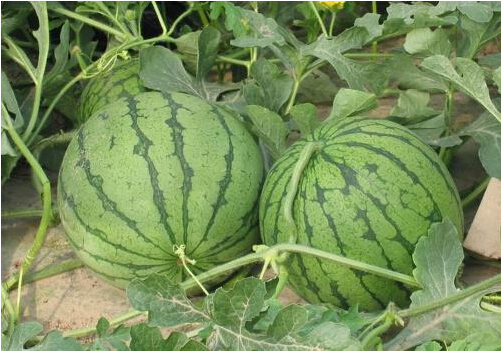 全國(guó)西瓜行情深度解析，夏日甜蜜風(fēng)暴席卷全國(guó)！