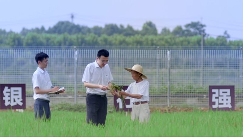 荃銀高科水稻新品種亮相，引領(lǐng)農(nóng)業(yè)科技創(chuàng)新之路