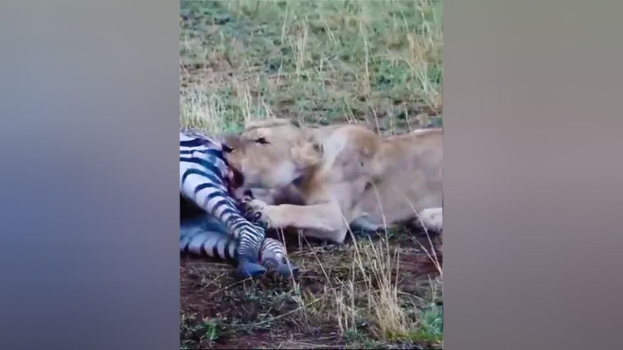 非洲二哥掏肛視頻最新現(xiàn)象，背后的探索與影響