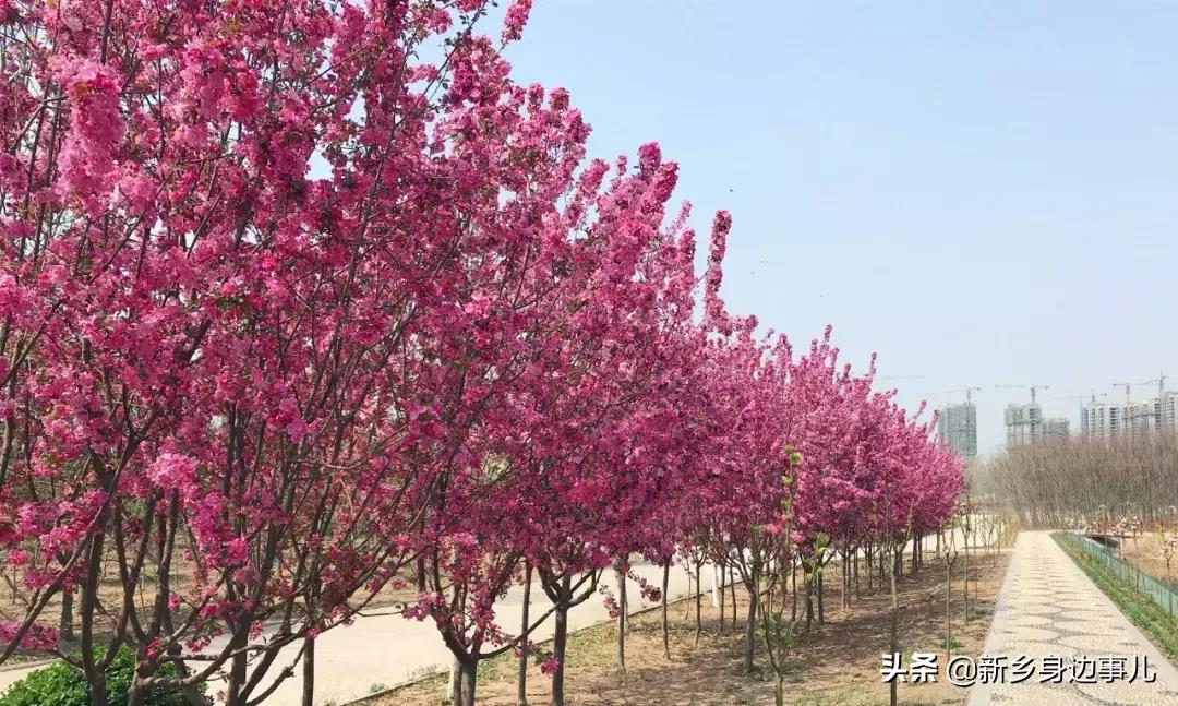 新鄉(xiāng)衛(wèi)源湖最新動態(tài)更新