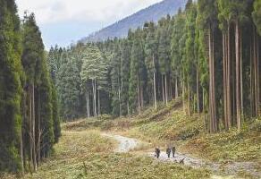 安徽省林場(chǎng)最新動(dòng)態(tài)更新，綠意盎然的發(fā)展訊息????