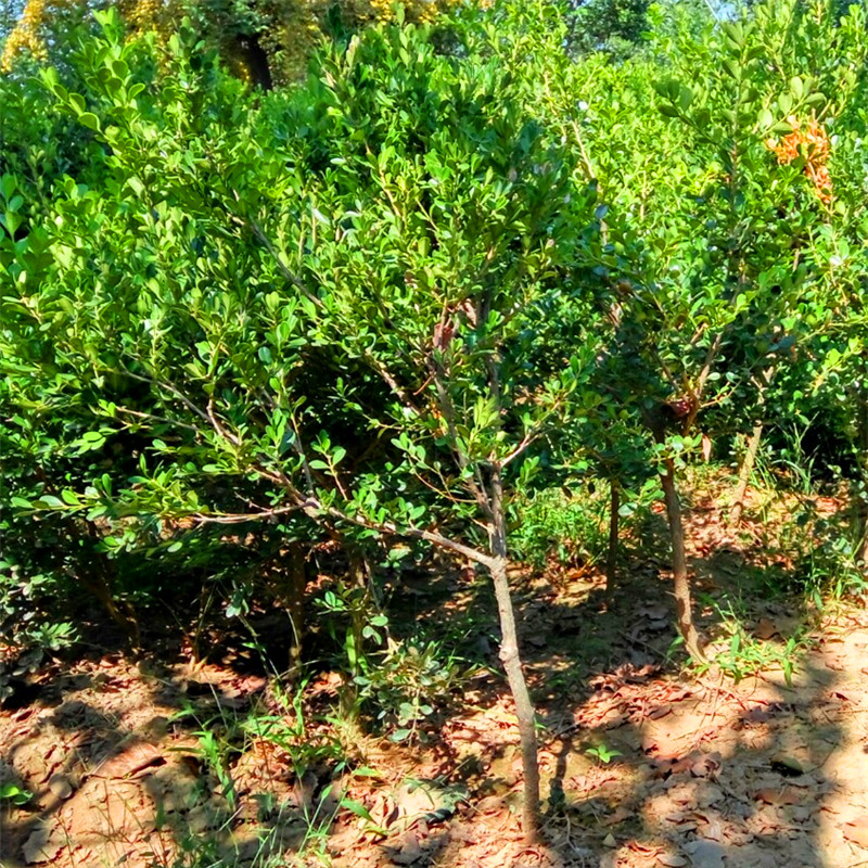 最新黃楊樹5公分價格揭秘，市場行情解析