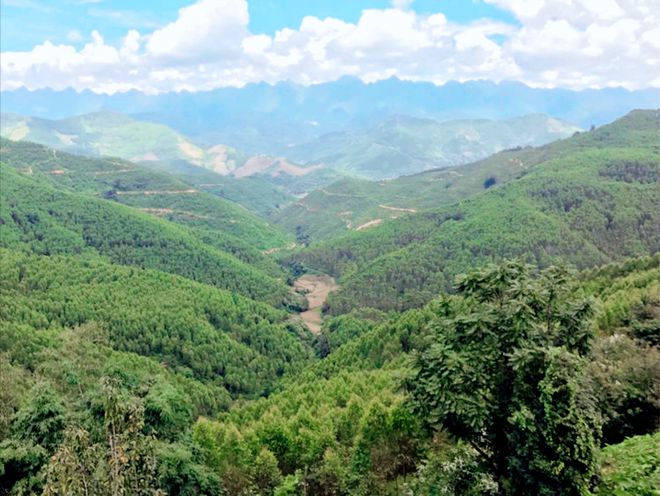 廣西桉樹最新收購價(jià)格及其背后的溫情故事