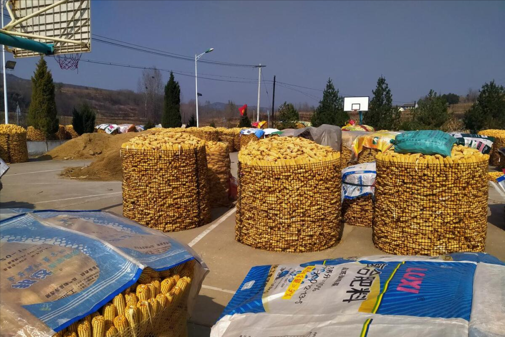 最新油沙豆市場價格探秘，綠色之旅尋求內心平靜之道