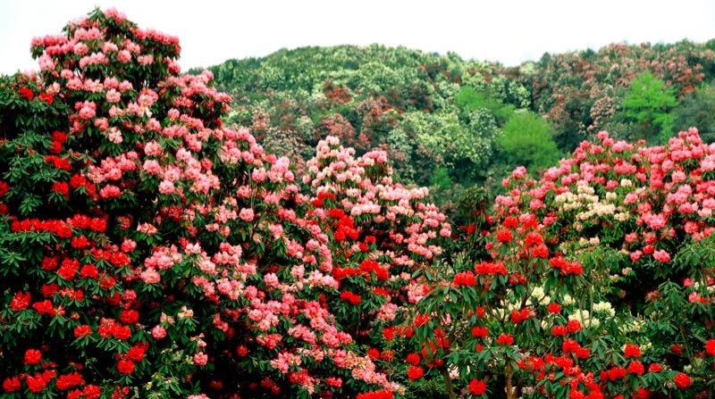 百里杜鵑盛開新篇章，最新新聞聯(lián)播速遞！