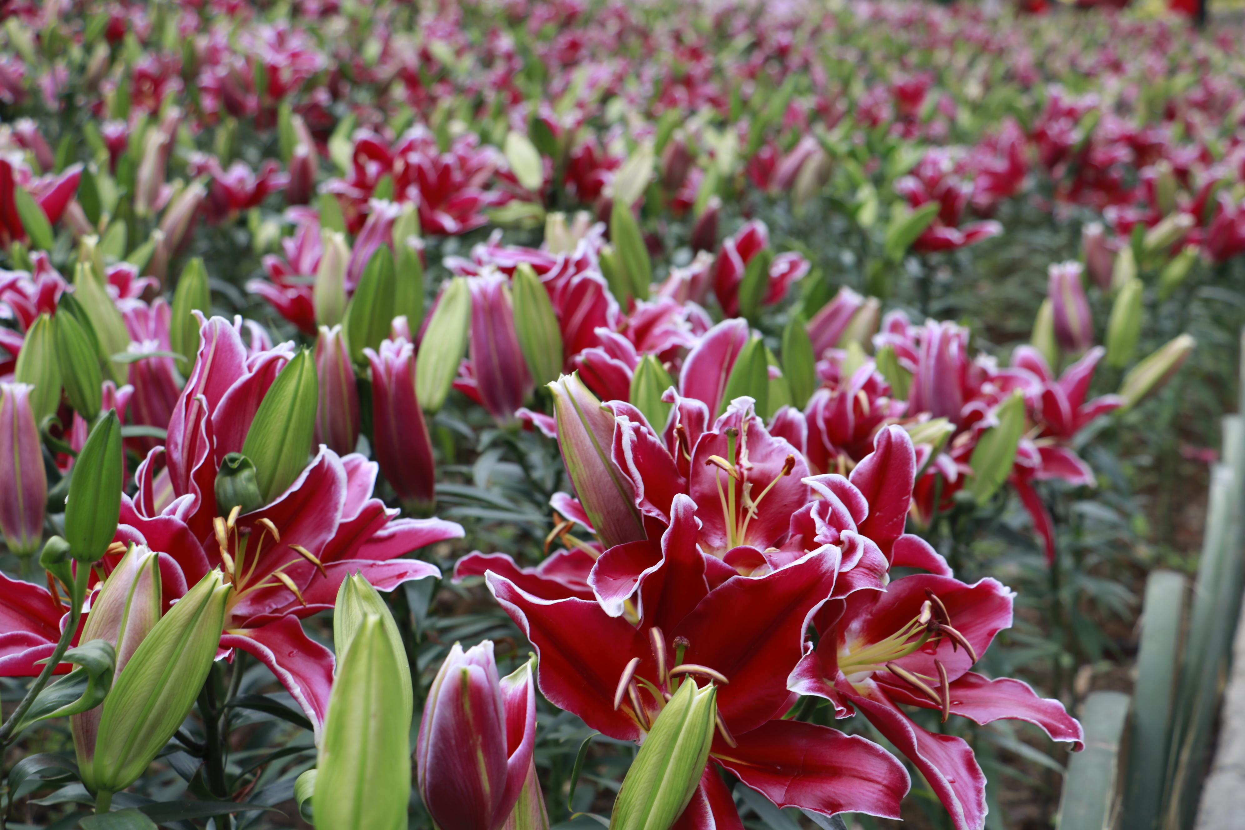 齊齊樂(lè)最新游戲安裝包，時(shí)代寵兒之選