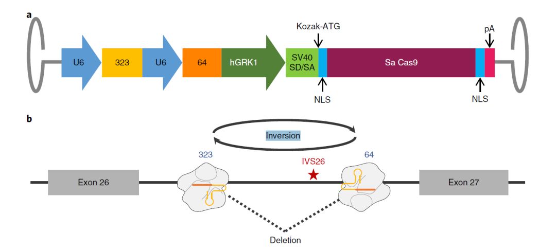 基因治療新突破，小明的奇跡基因之旅揭秘奇跡之源