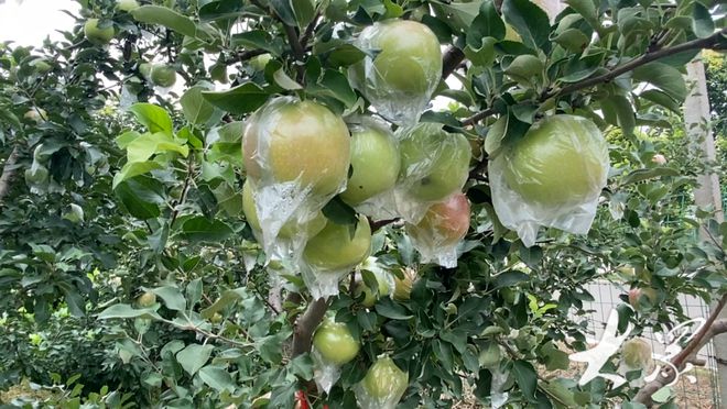 科技與自然融合的綠色奇跡，最新果樹(shù)展望