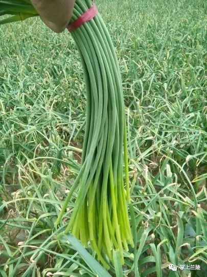 最新蒜苔價(jià)格變動(dòng)，學(xué)習(xí)中的自信與成就感的源泉