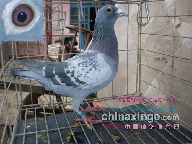 最新臺鴿翱翔夢想，學(xué)習(xí)鑄就自信之翼