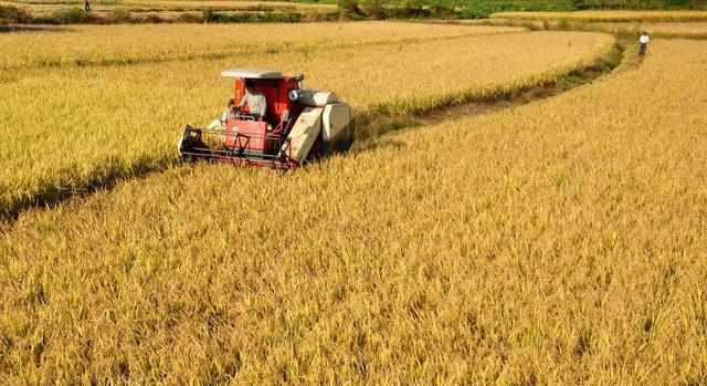 最新糧食種植、收獲與儲存全攻略，初學(xué)者與進階用戶的詳細步驟指南