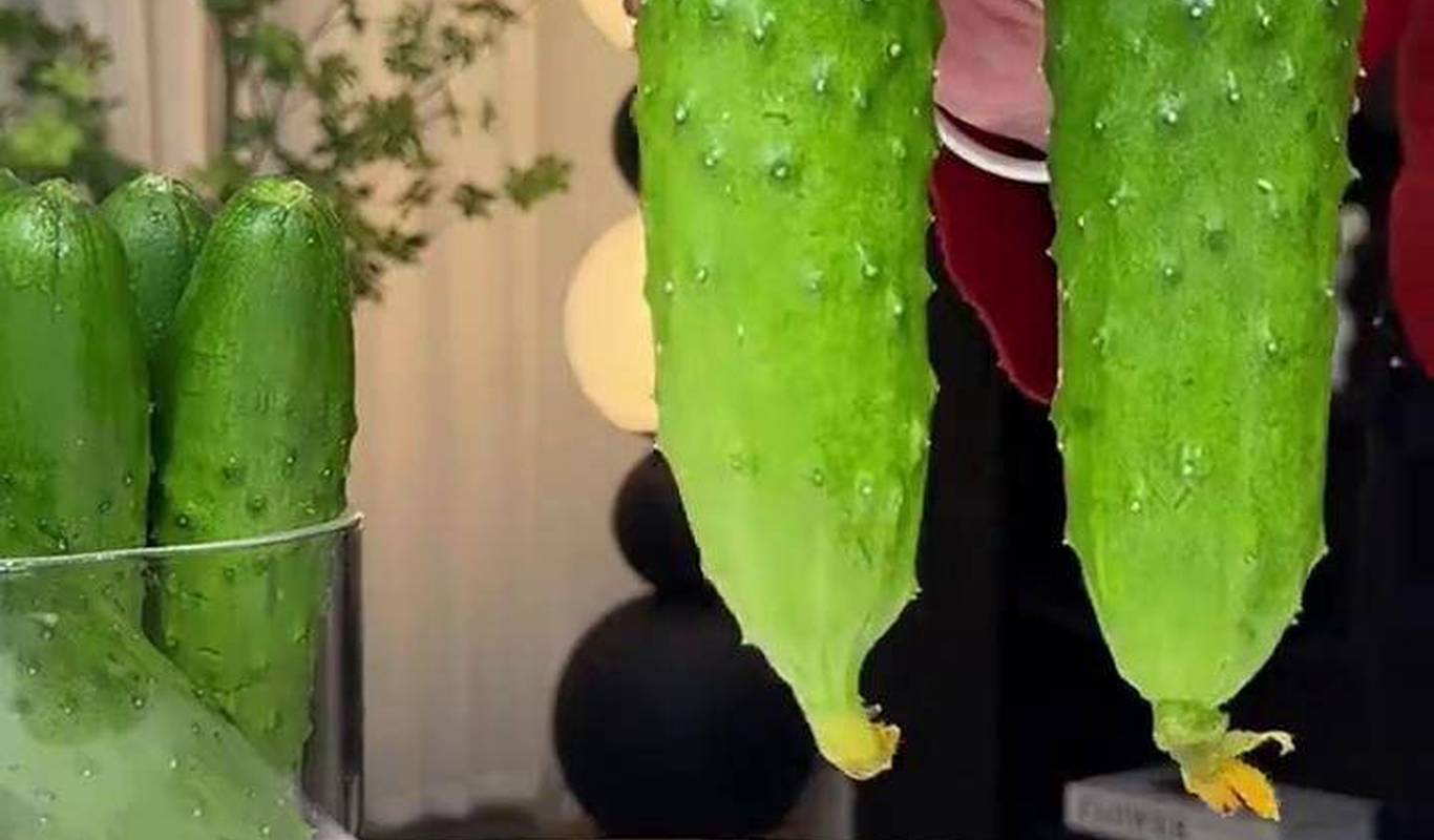 黃瓜視頻下載最新版，時(shí)代背景下短視頻巨頭的迅速崛起