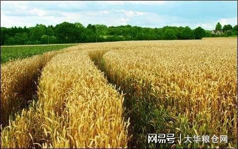 今天小麥最新價(jià)格行情，變化中的機(jī)遇與自我成長(zhǎng)潛力探索