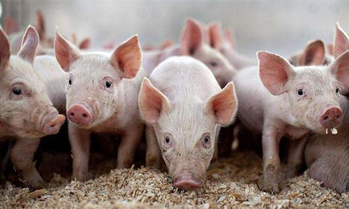 豆粕最新價(jià)格動(dòng)態(tài)，變化中的機(jī)遇與成就的種子