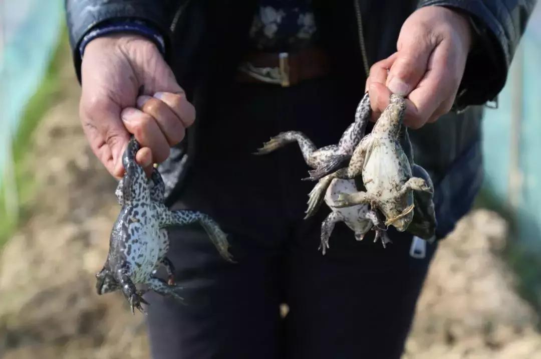 牛蛙價格最新動態(tài)與購買指南，全面步驟解析