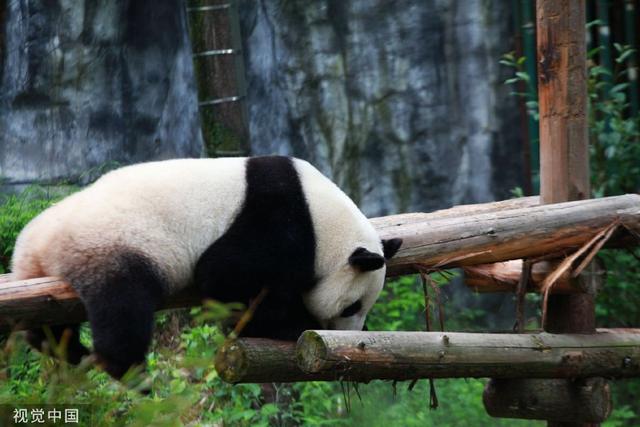 南京熊貓最新動態(tài)揭秘，如何獲取最新消息？