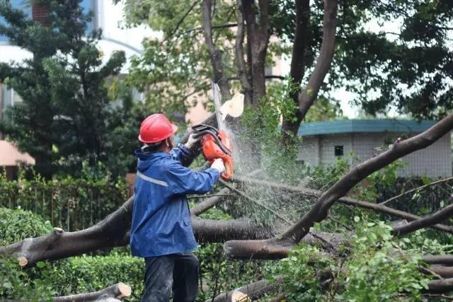 臺風天鴿最新消息及動態(tài)追蹤???