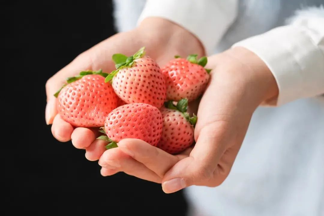 探索未來(lái)草莓無(wú)限可能的最新品種！