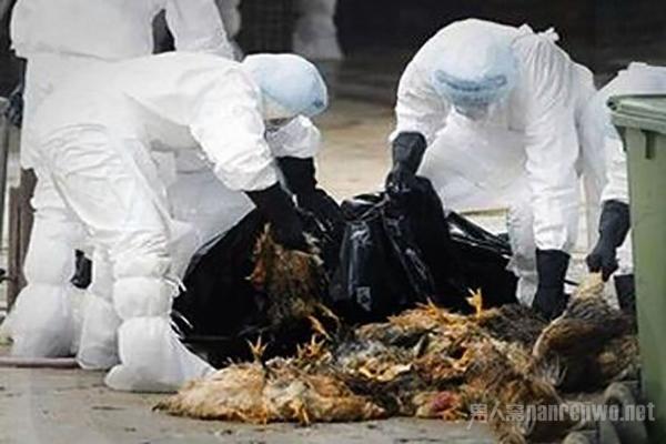 全球禽流感最新動(dòng)態(tài)，全球態(tài)勢(shì)與多方觀點(diǎn)深度解析