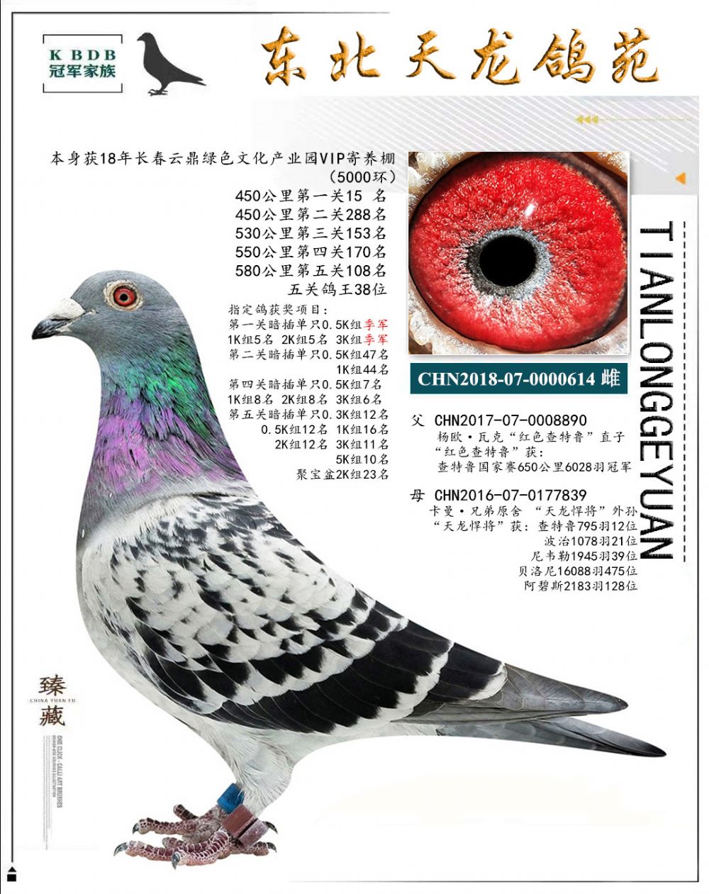 東北天龍鴿苑最新圖片，鴿界風(fēng)采展現(xiàn)，價(jià)值與影響深度探討