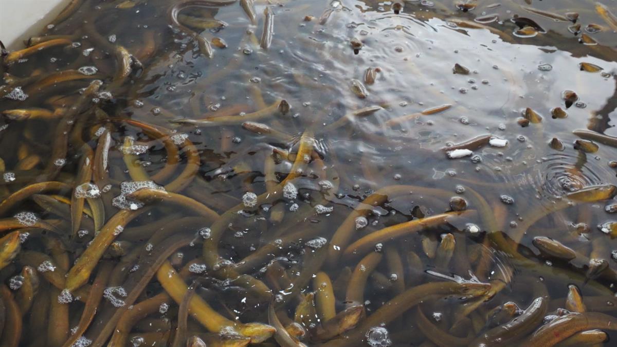 野生黃鱔最新價格行情，變化中的學習展現(xiàn)自信與成就的力量