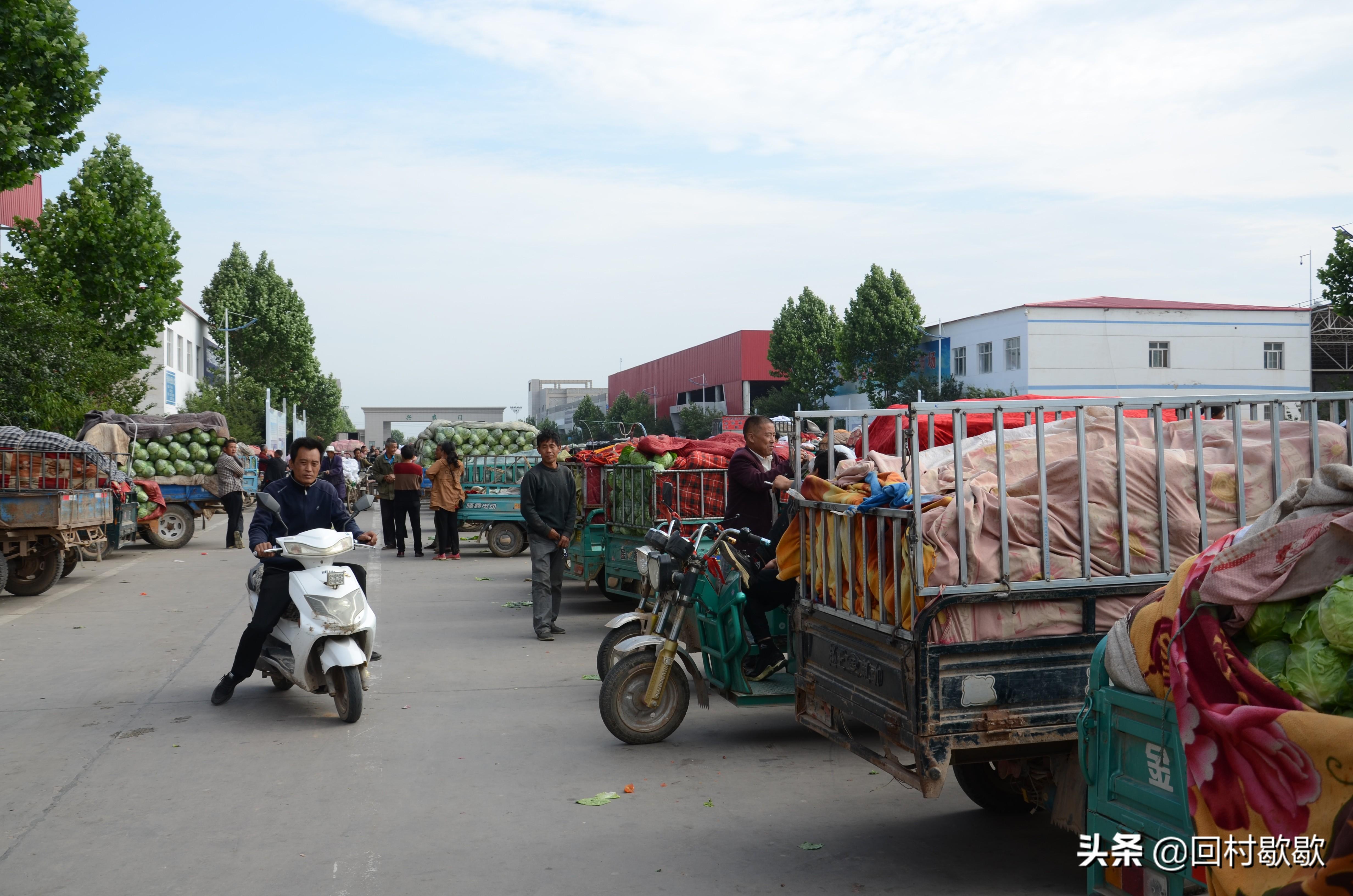 紫甘藍最新價格行情揭秘，新鮮資訊一網(wǎng)打盡！????