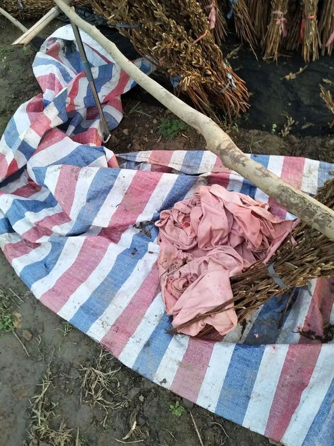 儀征玫瑰園最新動(dòng)態(tài)，浪漫綻放與綠意盎然的生活體驗(yàn)