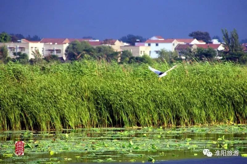 淮陽新網(wǎng)發(fā)布最新規(guī)劃動態(tài)